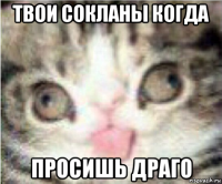 твои сокланы когда просишь драго
