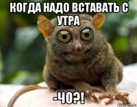 когда надо вставать с утра -чо?!