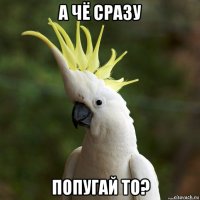 а чё сразу попугай то?