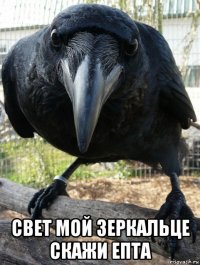  свет мой зеркальце скажи епта