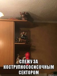  слежу за кострулнососисочным сектором