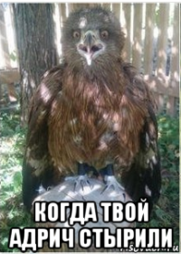  когда твой адрич стырили