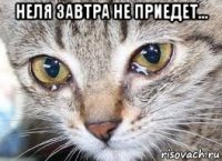 неля завтра не приедет... 