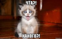 чта?! какого?!