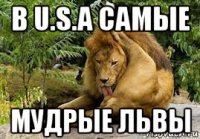 в u.s.a самые мудрые львы