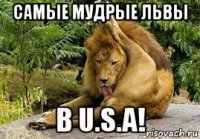 самые мудрые львы в u.s.a!