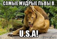самые мудрые львы в u.s.a!