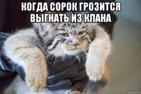когда сорок грозится выгнать из клана 