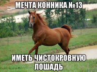 мечта конника №13 иметь чистокровную лошадь