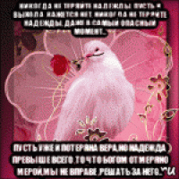 никогда не теряйте надежды, пусть и выхода ,кажется нет, никогда не теряйте надежды, даже в самый опасный момент... пусть уже и потеряна вера,но надежда превыше всего ,то что богом отмеряно мерой,мы не вправе ,решать за него...
