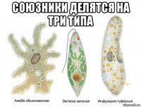 союзники делятся на три типа 