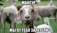 мансур мы от тебя залетели