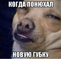 когда понюхал новую губку