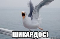  шикардос!