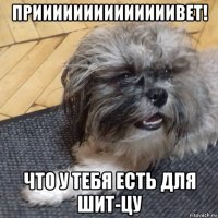 приииииииииииииивет! что у тебя есть для шит-цу