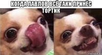когда павлов всё таки принёс тортик 