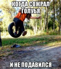 когда сожрал голубя и не подавился