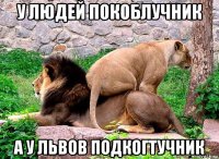 у людей покоблучник а у львов подкогтучник