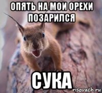 опять на мои орехи позарился сука