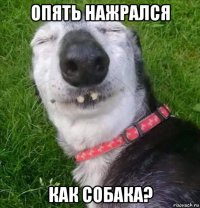 опять нажрался как собака?