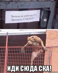  иди сюда ска!