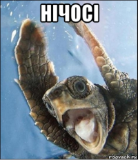 нічосі 