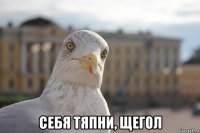  себя тяпни, щегол