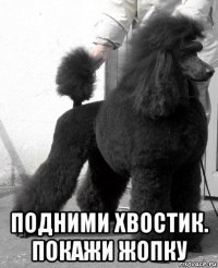  подними хвостик. покажи жопку