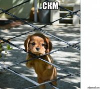 скм 