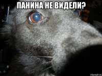 панина не видели? 
