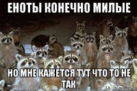 еноты конечно милые но мне кажется тут что то не так
