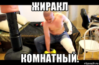 жиракл комнатный.