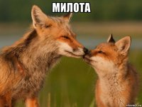 милота 