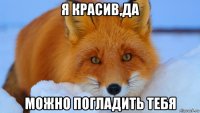 я красив,да можно погладить тебя