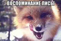 воспоминание лисы 