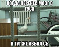 когда перенес мозг в гуся и тут же избил сб