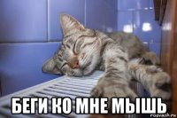  беги ко мне мышь