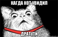 кагда кот увидил дратути
