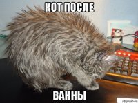 кот после ванны