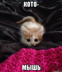 кото- мышь