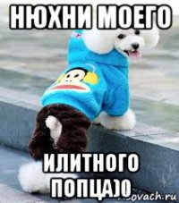 нюхни моего илитного попца)0
