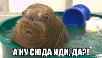 а ну сюда иди, да?!