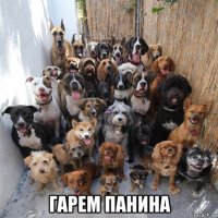  гарем панина