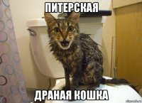питерская драная кошка