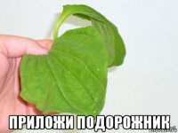  приложи подорожник