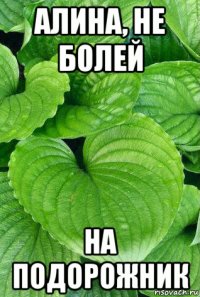 алина, не болей на подорожник