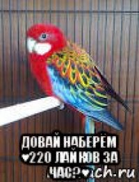  довай наберём ♥220 лайков за час?♥