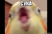 сука 