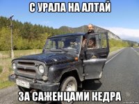 с урала на алтай за саженцами кедра