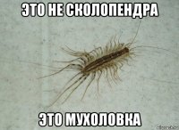это не сколопендра это мухоловка